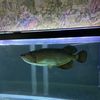 Predator Fish