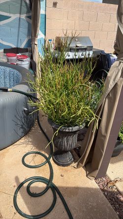 Potted Plant