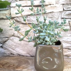 Succulent House Plant In Cute Ceramic Pot 3"H.