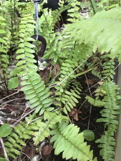 Florida Fern plant. Fast grower.