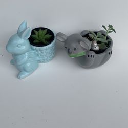 succulent plants in the cute animal pots