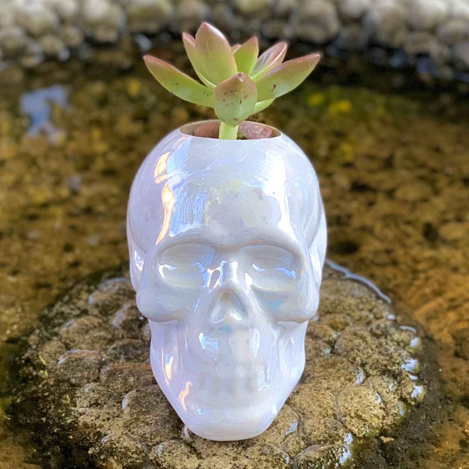 Skull + Live plant