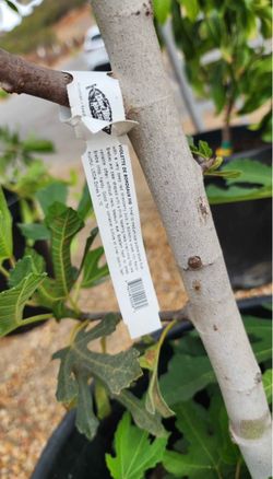 Fig tree: Violette de Bordeaux