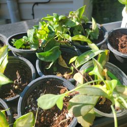 Hoyas Plants  5 Dollars Each