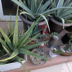 Monstrous Cactuses Teddy Bear Cactuses Prickly Bear Cactuses And More.