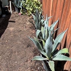 Landscape- sized Agave plants