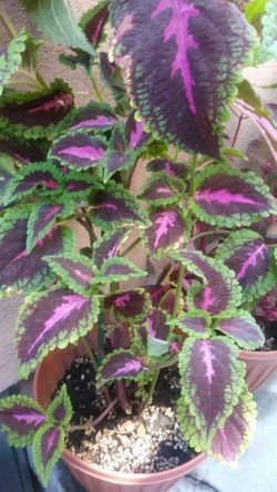 Planta