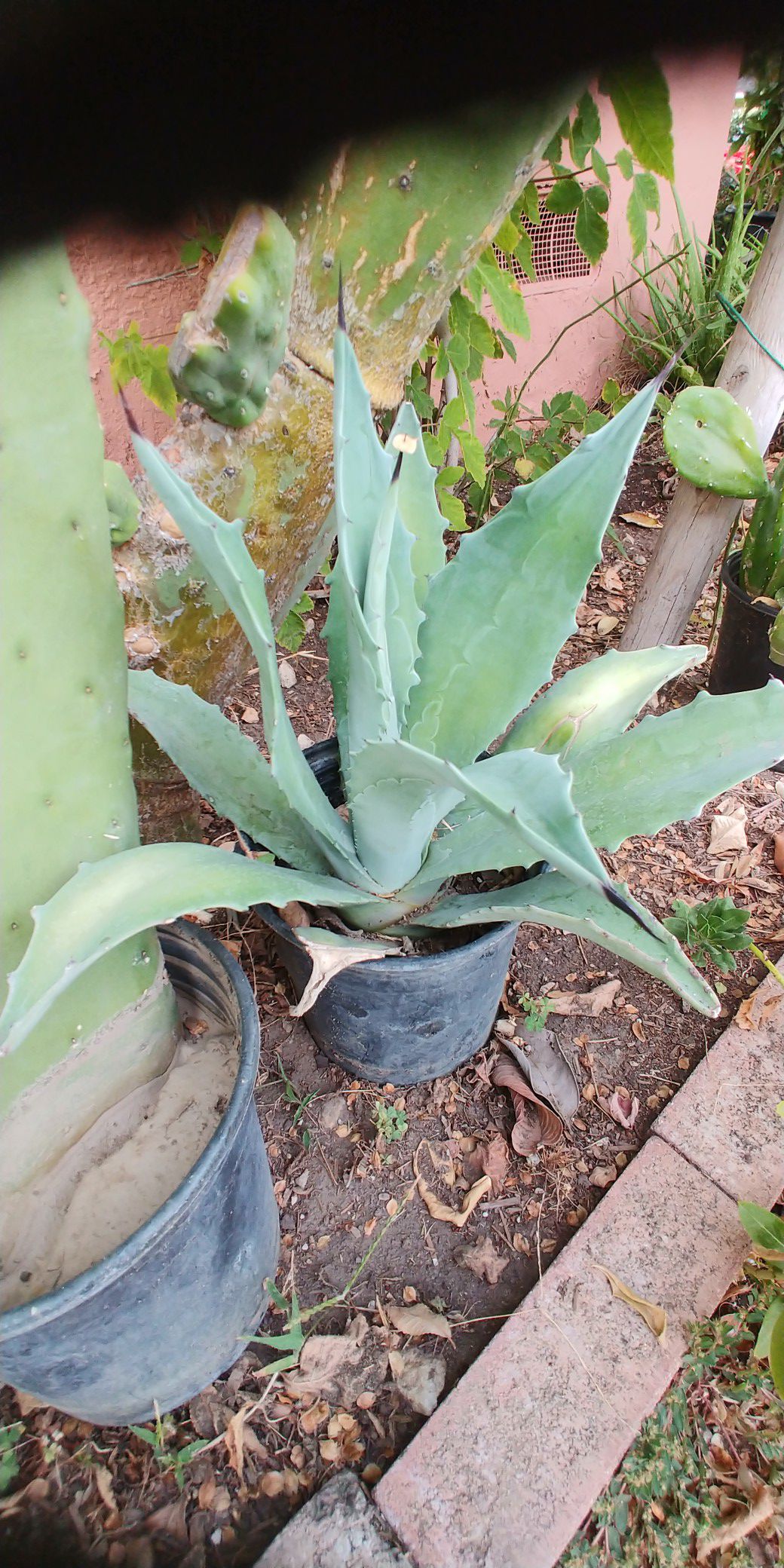 Beautiful blue agave plant in 1 gal pot