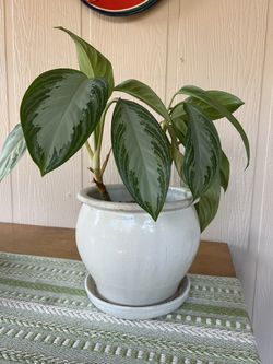 Chinese Evergreen Silver Bay Plant (2x)