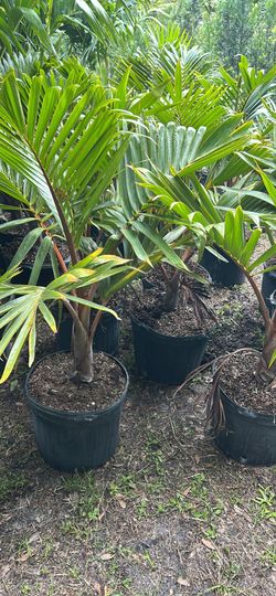 Bottle Palm