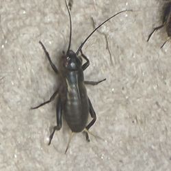 Live Black Field Crickets