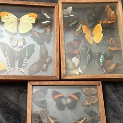 Butterfly collection