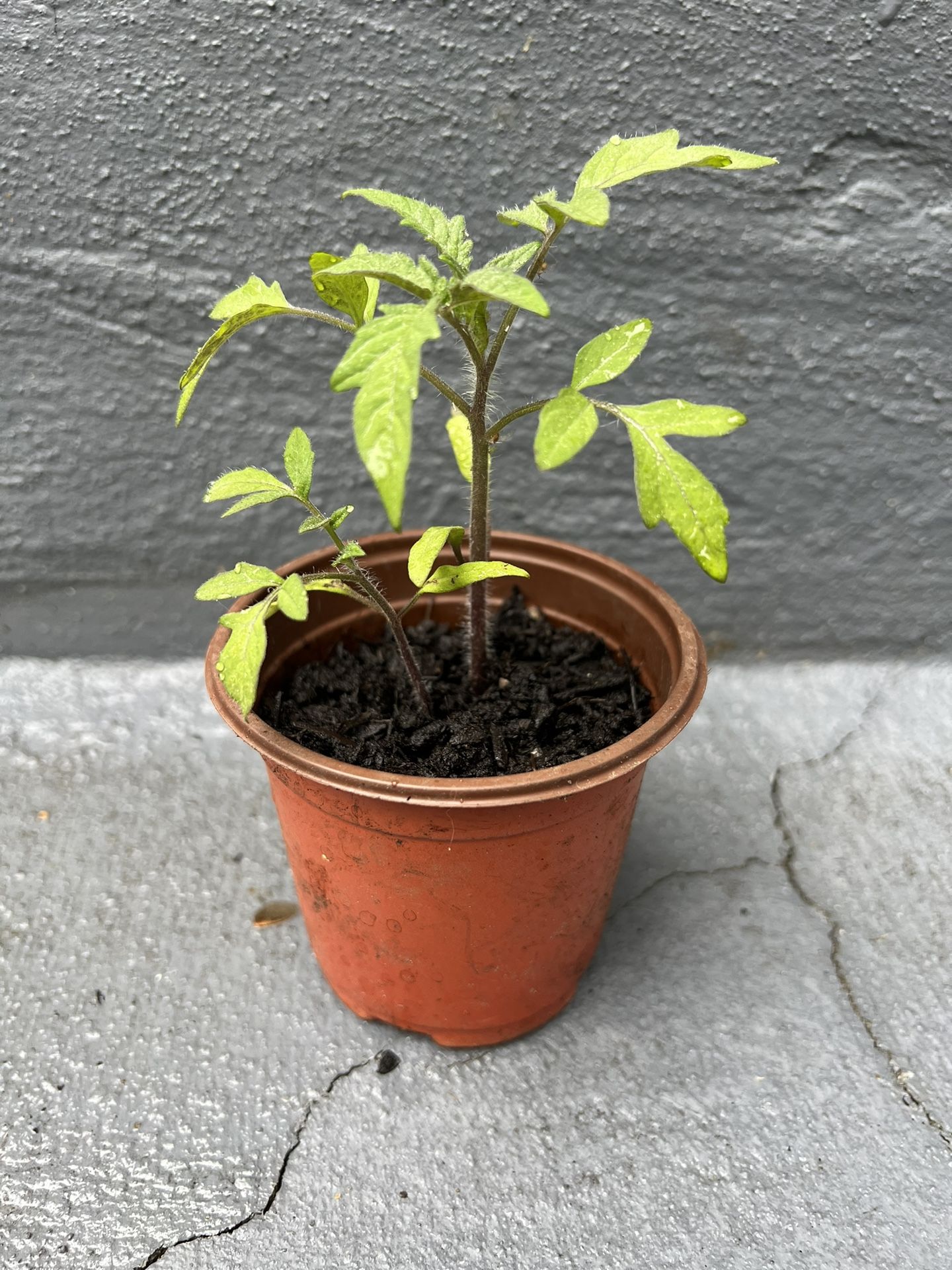 Cherokee Purple Tomato Plant