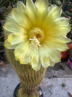 Cactus