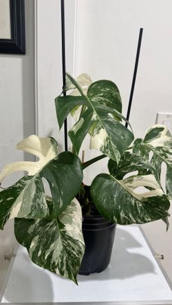 Monstera Albo