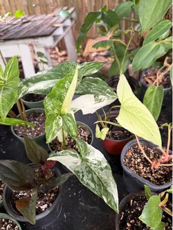 Plant sale - indoor and lowlight aroids