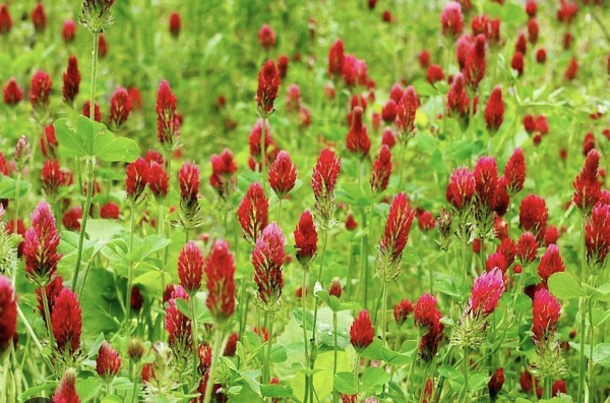 Crimson Clover Seeds - Bulk 10 Lbs. 