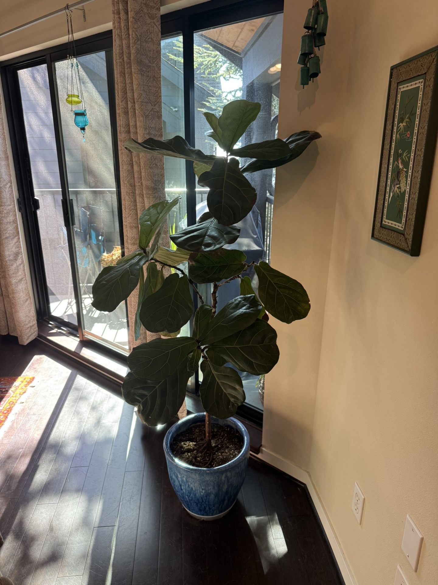 FIDDLE LEAF FIG PLANT