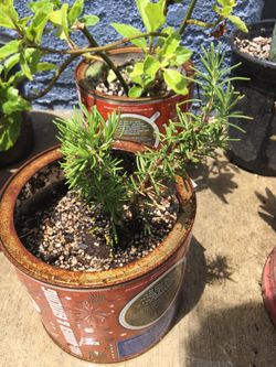 Plantas disponibles