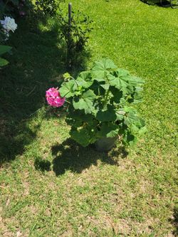 Planta malvon rosita