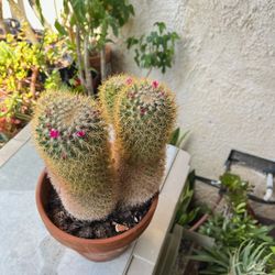 Cactus Plants