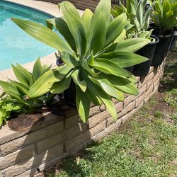 Agave  Foxtail 