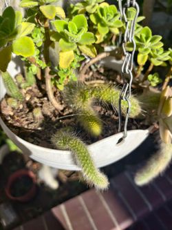 Fox tail Succulent plant