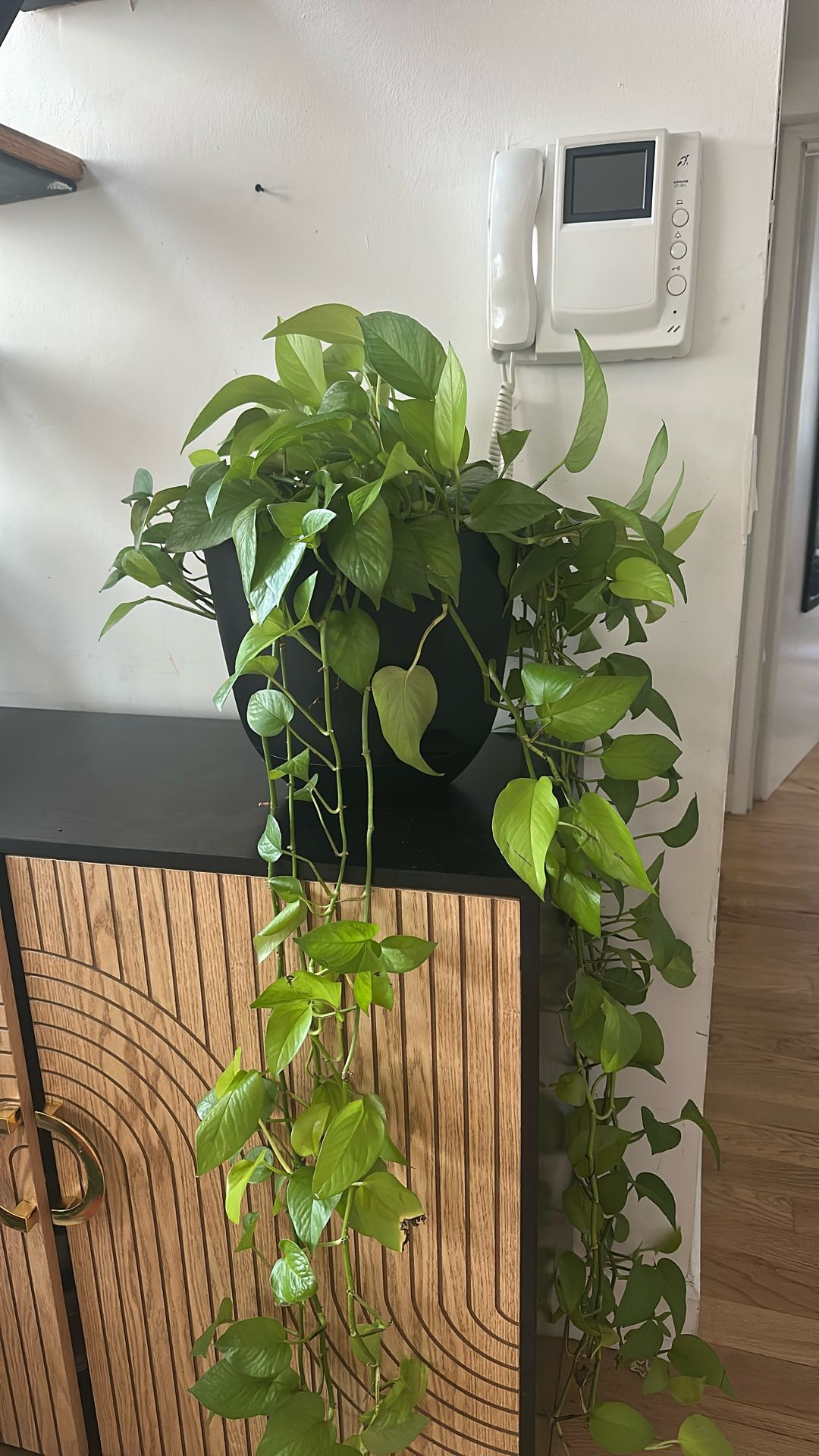 Mature House Plant