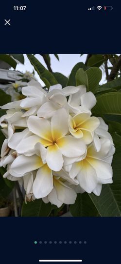 Plants/Hawaiian Rooted ///Plumeria.