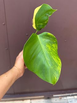 monstera aurea