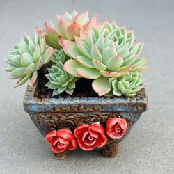 Succulents plants 🪴（Echeveria Pansy ）