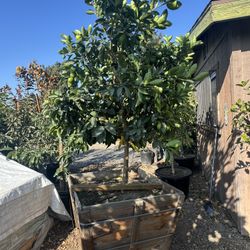 Bearss Lime , Seedless , Yes Available . 