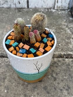 Potted cactus