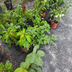 Plants Sale Variety Of Edible Plants On Sale