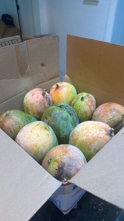 Home Grown Hayden Mangos