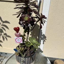  Succulent Planter