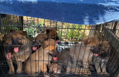 Dog crate