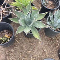 Blue Agave