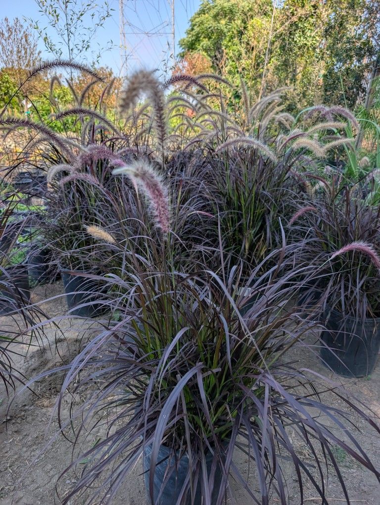 Fountain Grass