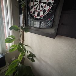 Monstera Not Sure Which One lol Forgot $100 