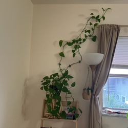I long Pothos Plant 