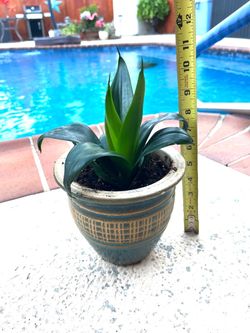Bird's Nest Snake Plant with blue ceramic pot