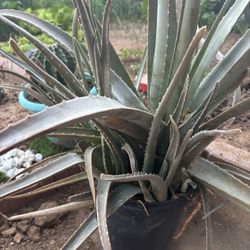 Aloe Vera