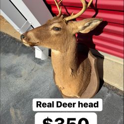 Deer Head