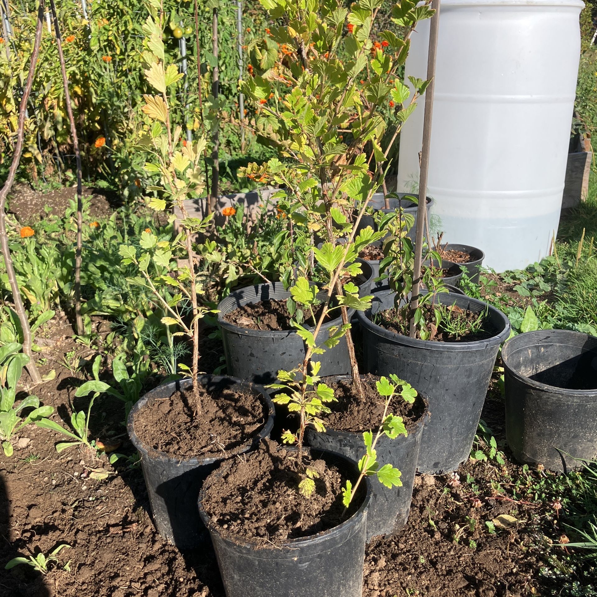 Potted Gooseberry Plants