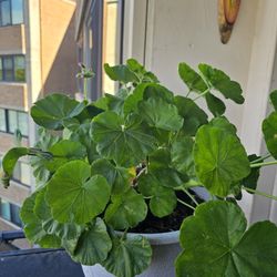 Flower (Without a pot)