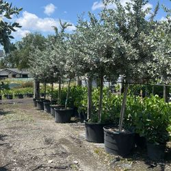 Silver Buttonwood Tree 