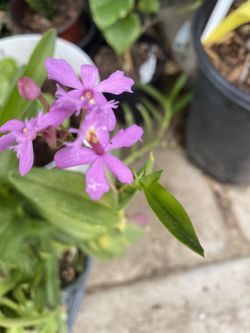 Epidendrums pink plant 🌱, 6 inches pot , 10 inches tall
