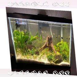 big whose Complete Aquarium System - Jump into Water World Beauty