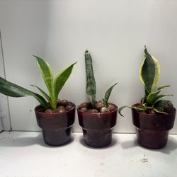 Snake Plants 